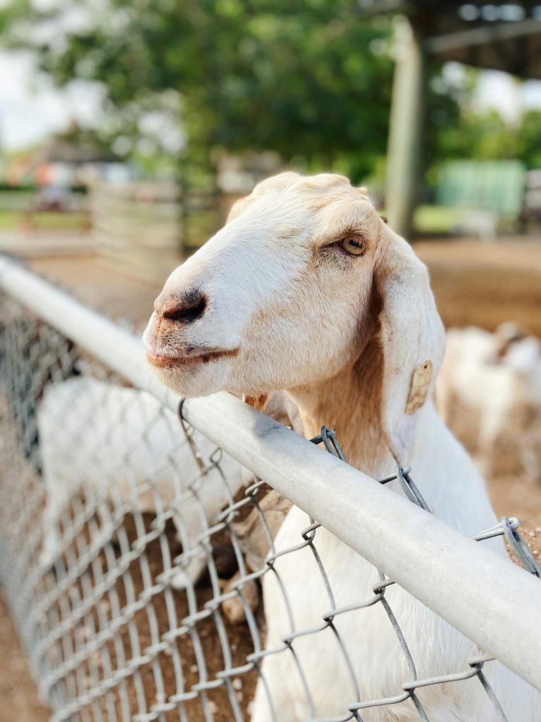 A white goat curiously looks over a fence on a sunny day at a farm.